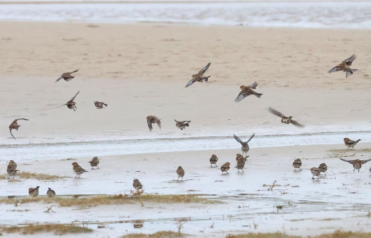 תפוחית הרים - ML646986219