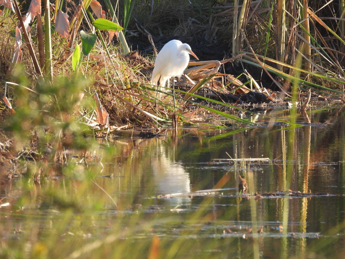 לבנית גדולה - ML646986220