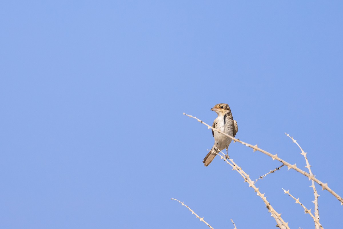 חנקן טורקסטני - ML646986221