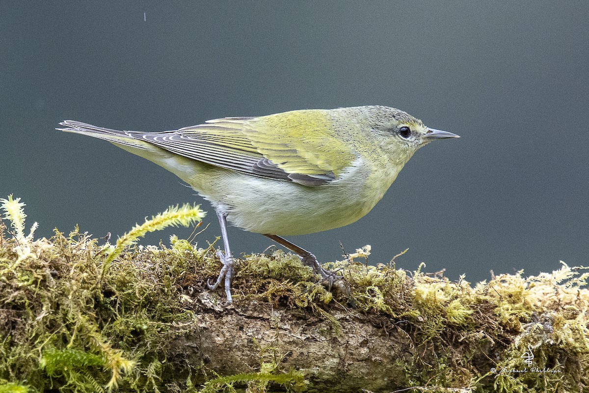 סבכון טנסי - ML646986223
