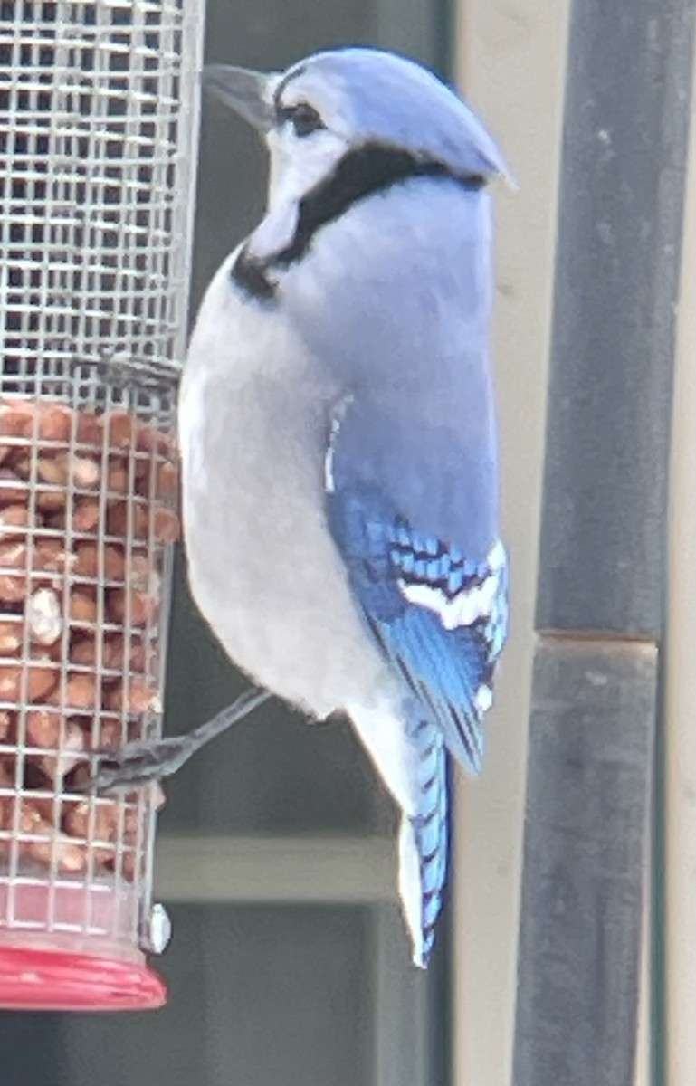 Blue Jay - ML646986225
