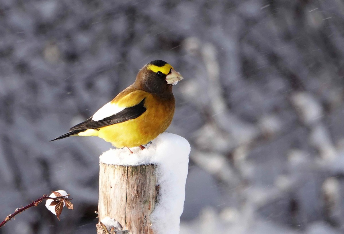 עב-מקור ערב - ML646986226