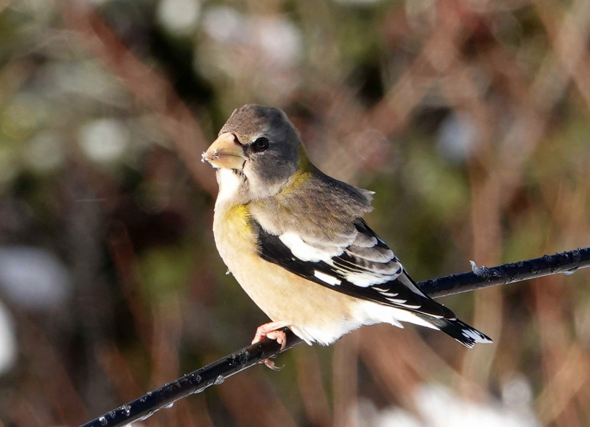 עב-מקור ערב - ML646986228