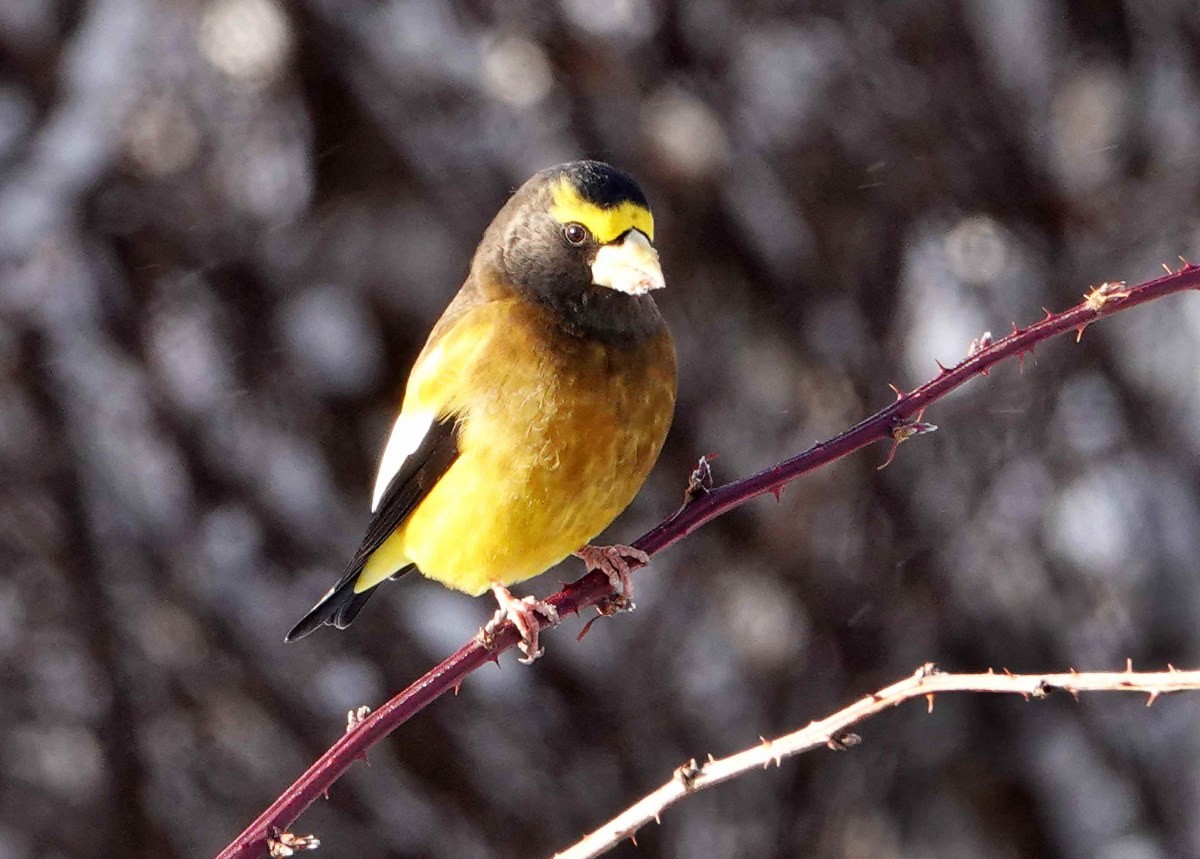 עב-מקור ערב - ML646986229