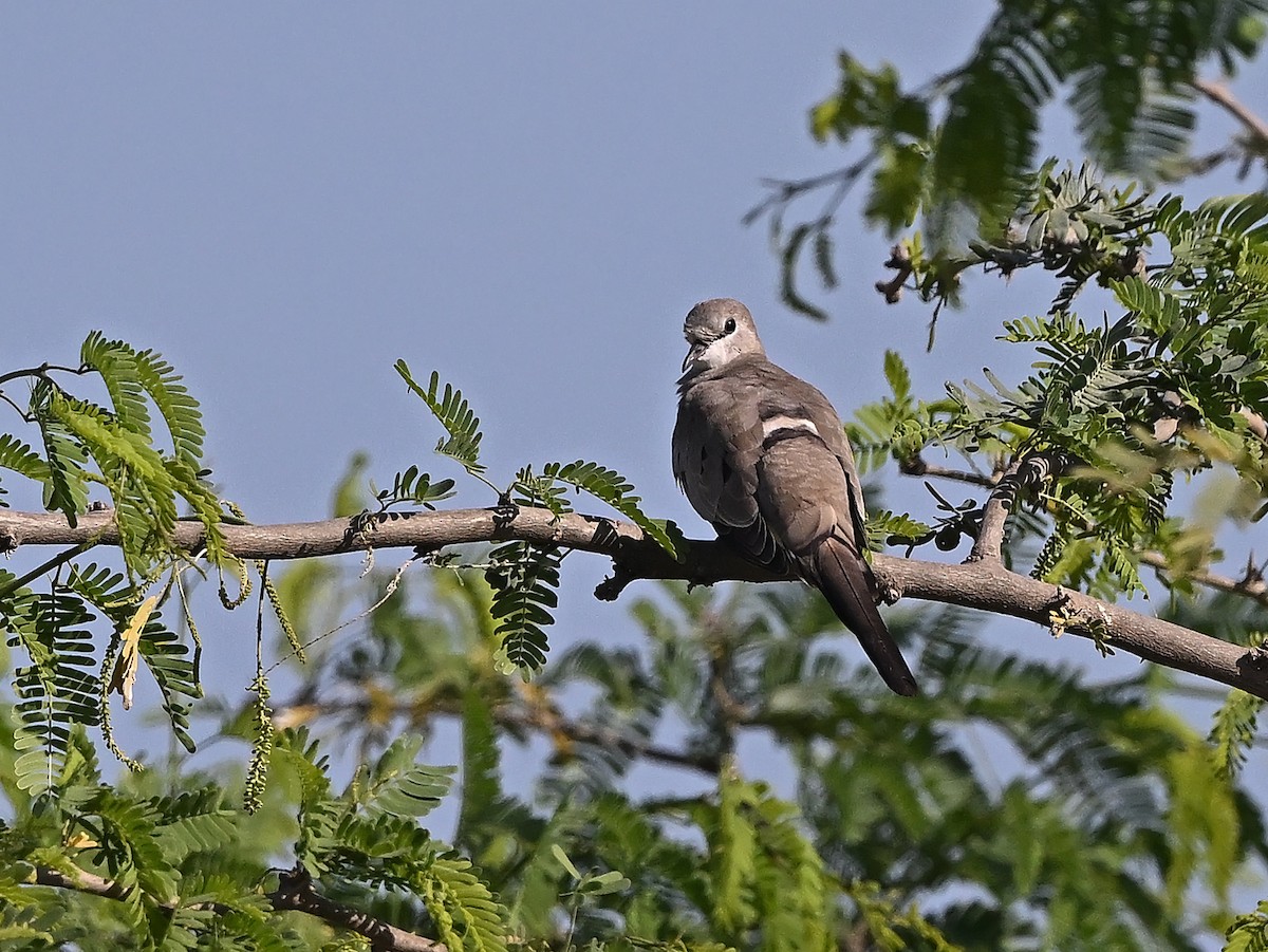 תורית זנבנית - ML646986235