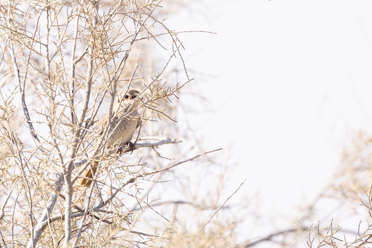 Red-tailed Shrike - ML646986236