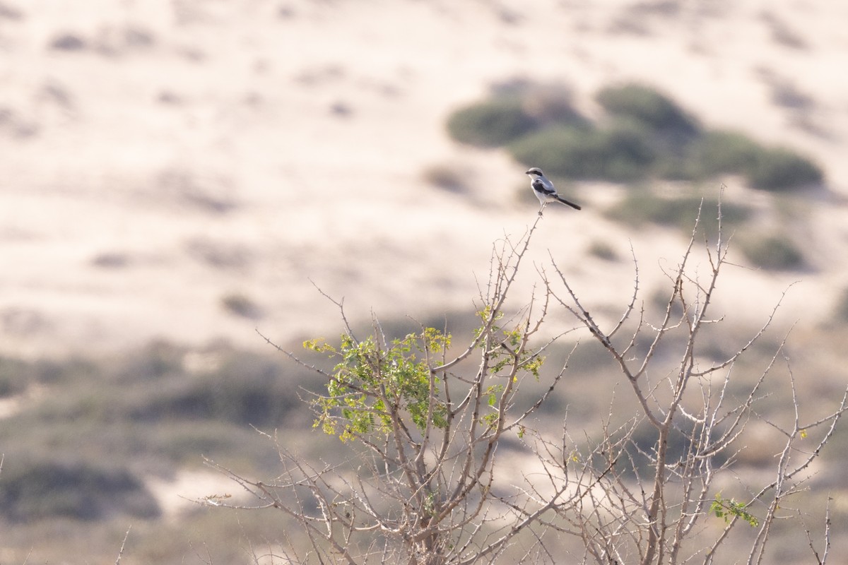 חנקן גדול (מזרח תיכוני) - ML646986238