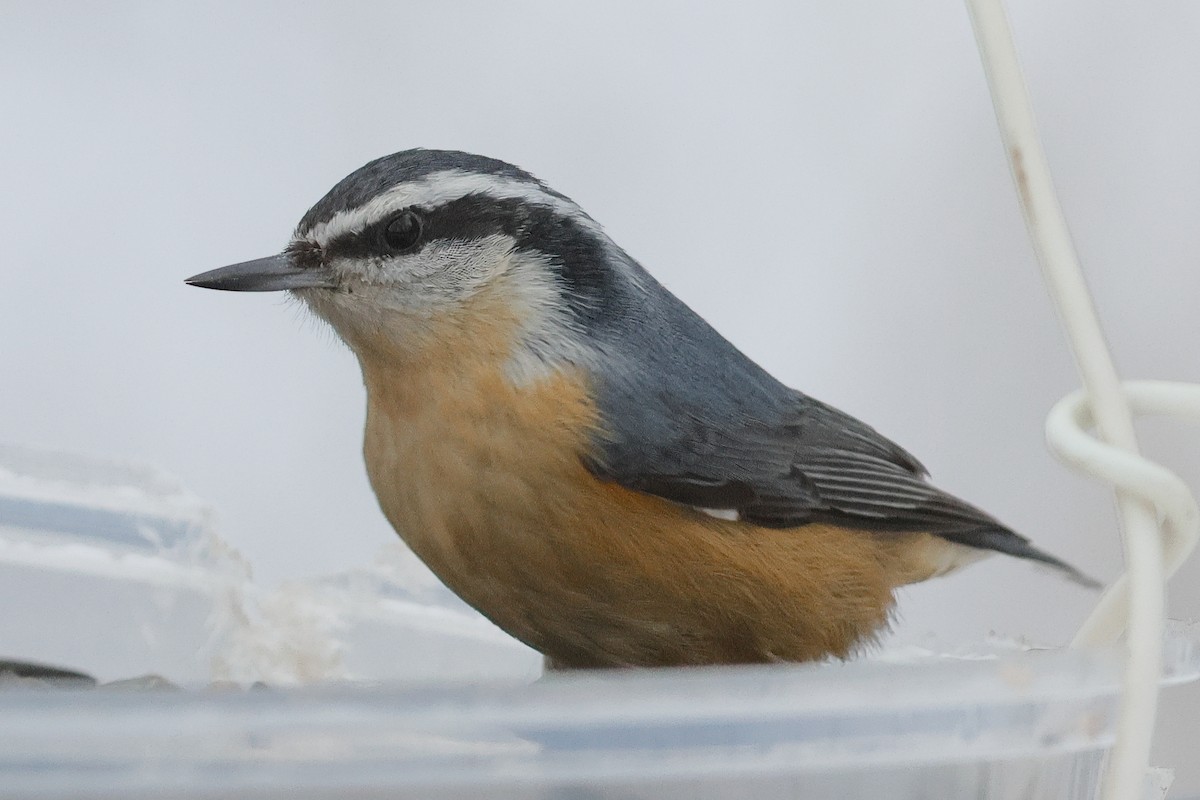 סיטה קנדית - ML646986239