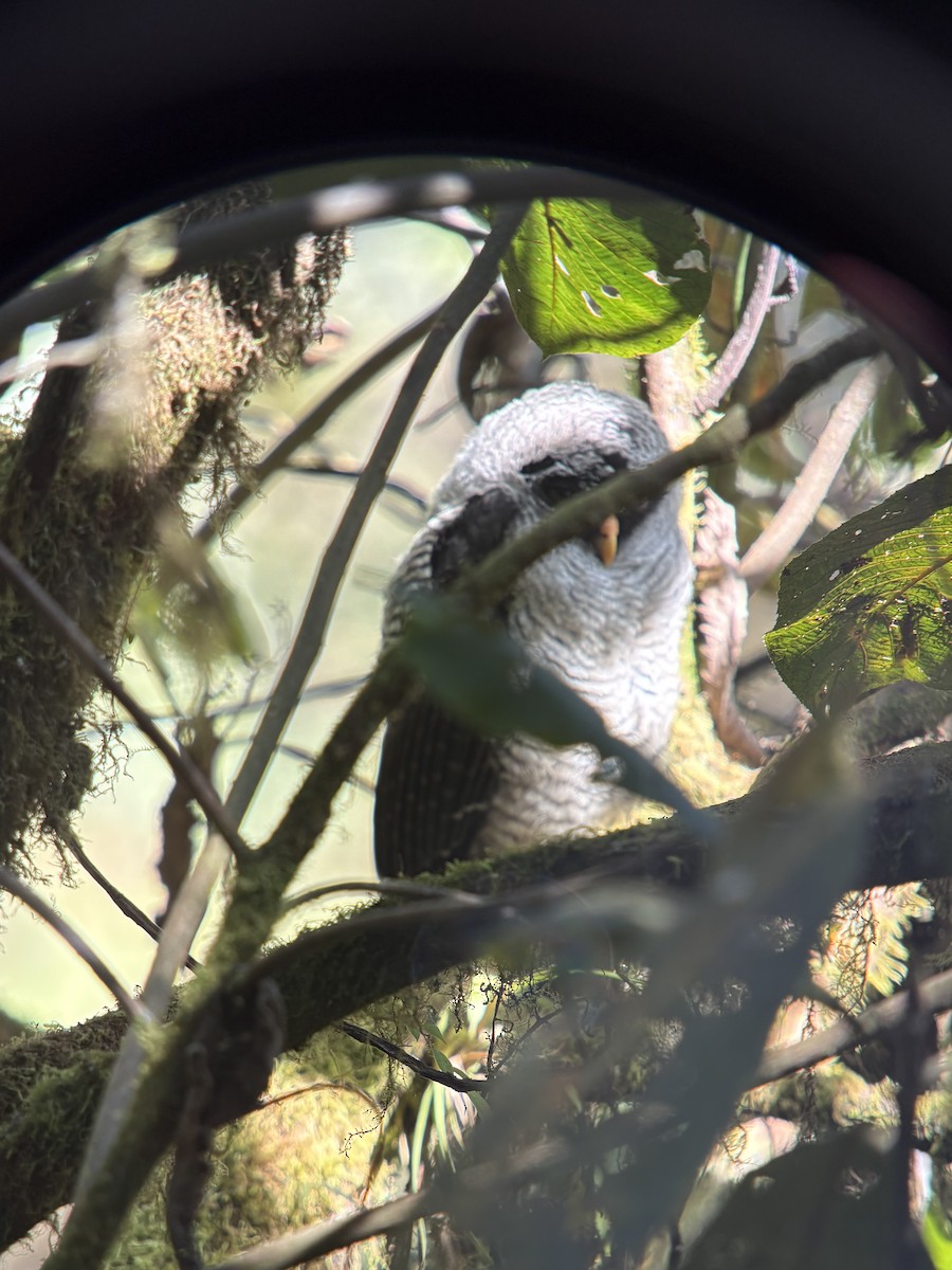 Black-and-white Owl - ML646986240