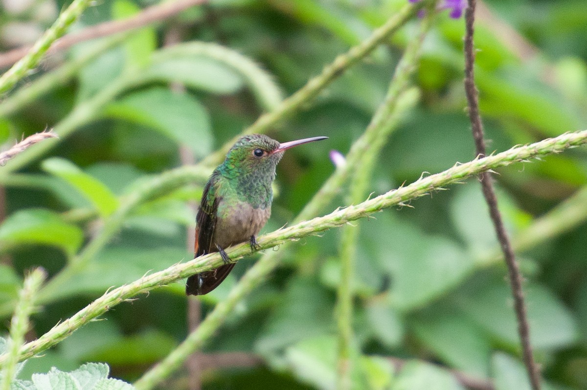 Rufous-tailed Hummingbird - ML646986245