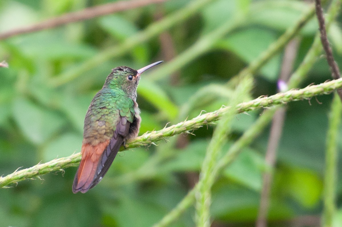 Rufous-tailed Hummingbird - ML646986246