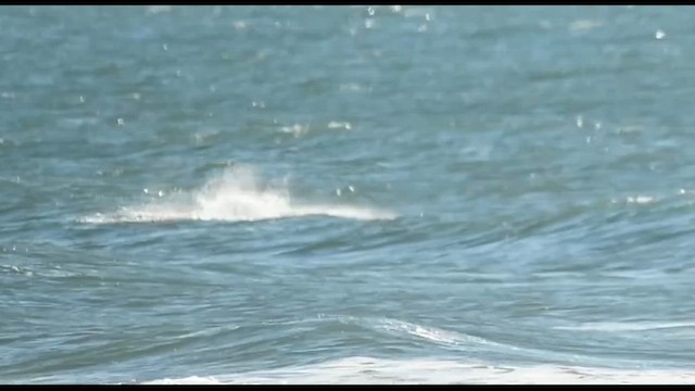 Tamanend's Bottlenose Dolphin - ML646986247