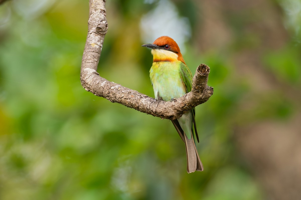 Chestnut-headed Bee-eater - ML646986248