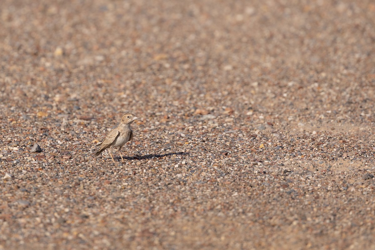 svartkronelerke - ML646986249