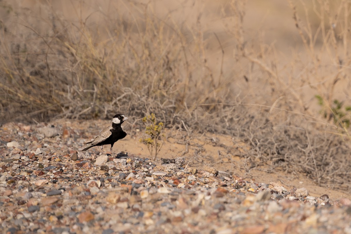 svartkronelerke - ML646986250