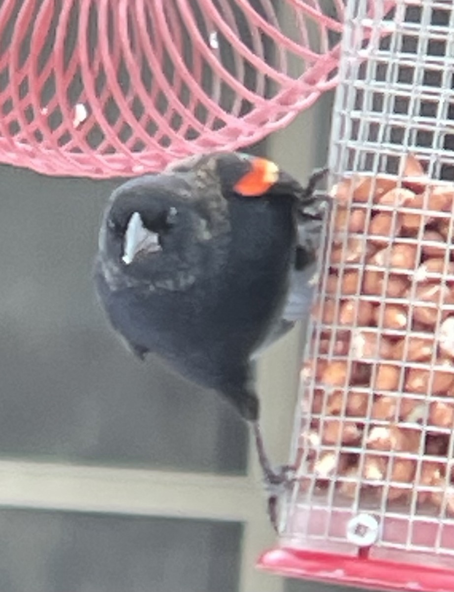 Red-winged Blackbird - ML646986251