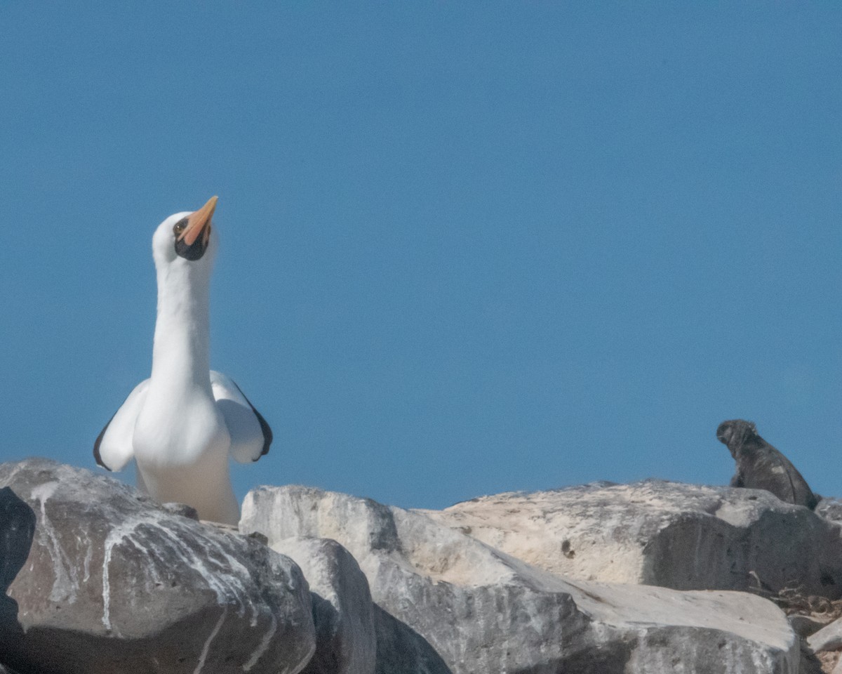 Nazcatölpel - ML646986257