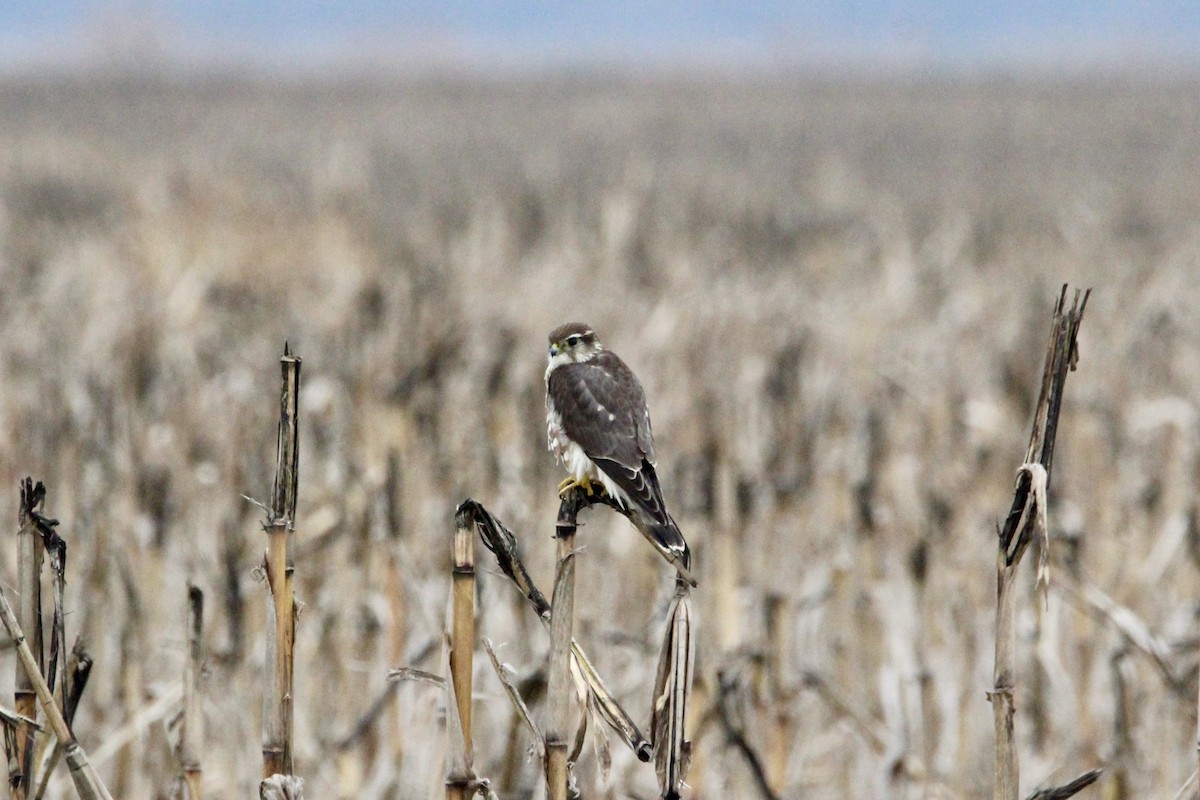 Merlin - ML646986258