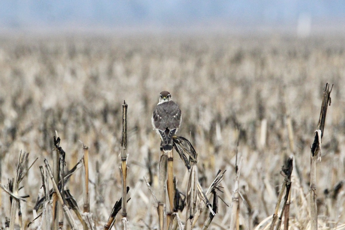 Merlin - ML646986259