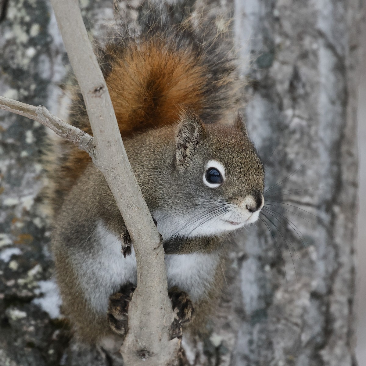 Красная белка - ML646986261