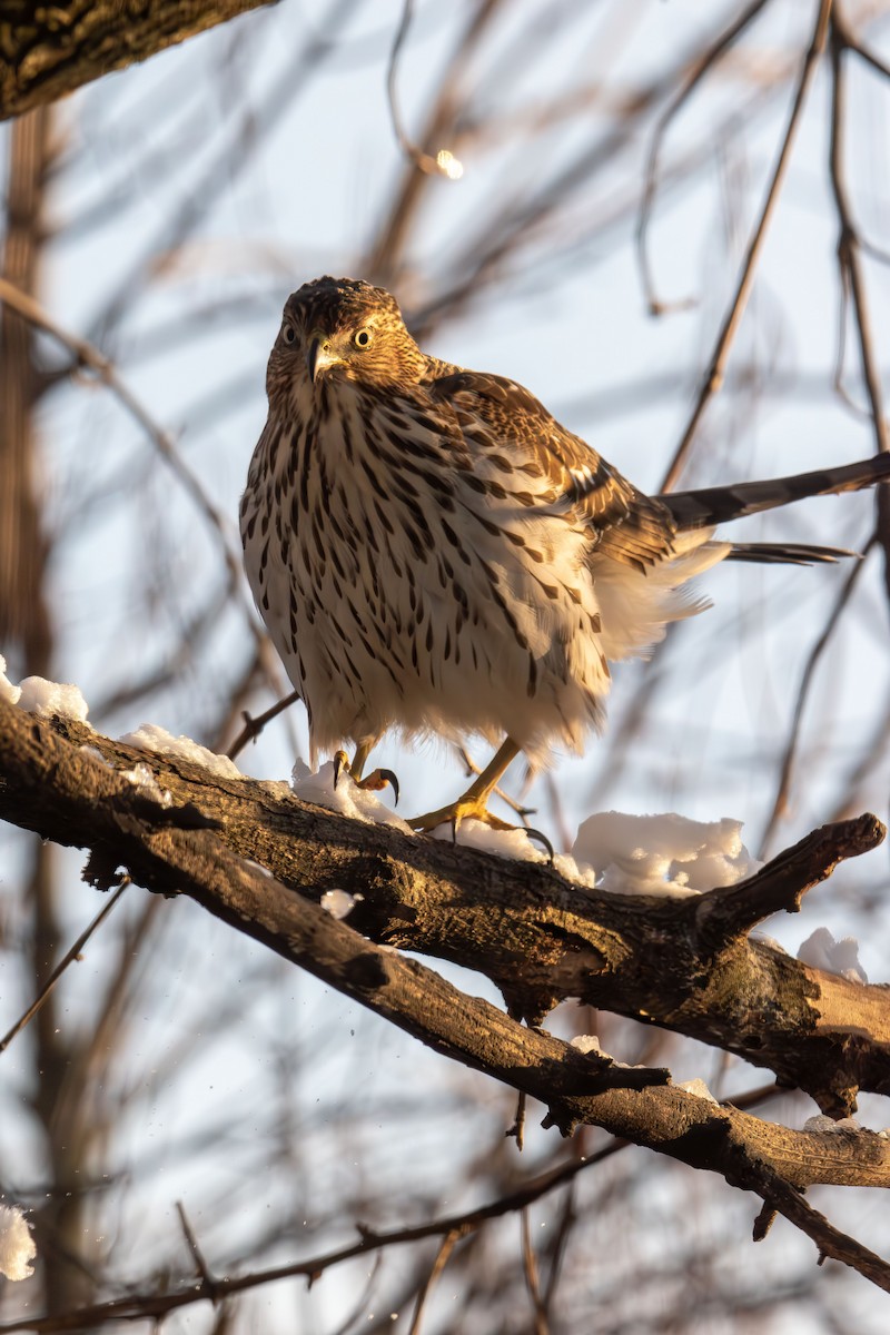 Cooper's Hawk - ML646986263