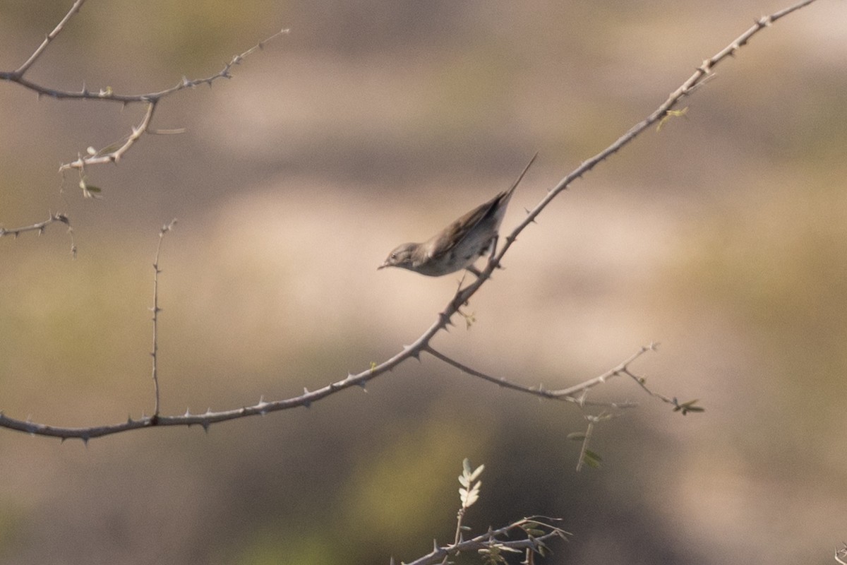 Passeriformes sp. (Old World warbler sp.) - ML646986264