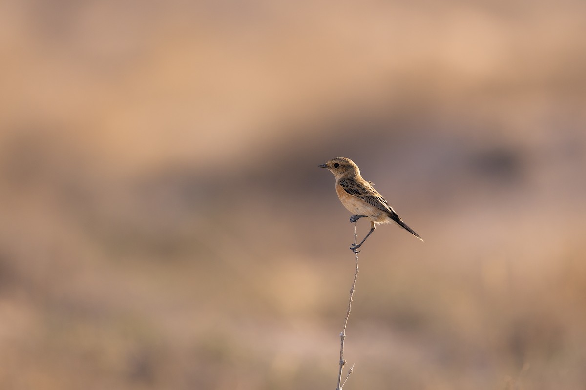 Siberian Stonechat - ML646986265