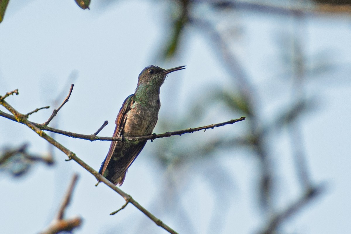 Scaly-breasted Hummingbird - ML646986266