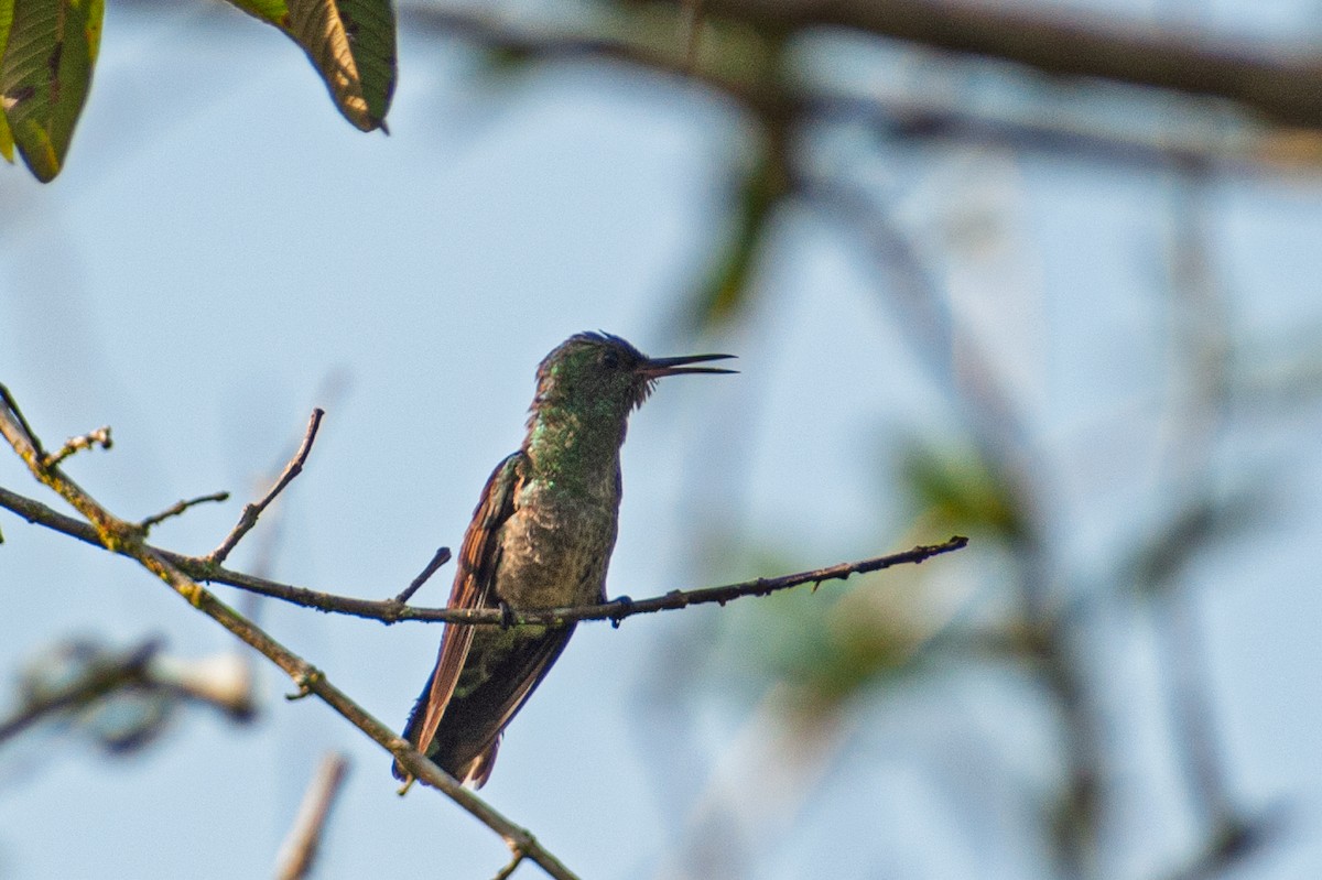 Scaly-breasted Hummingbird - ML646986267