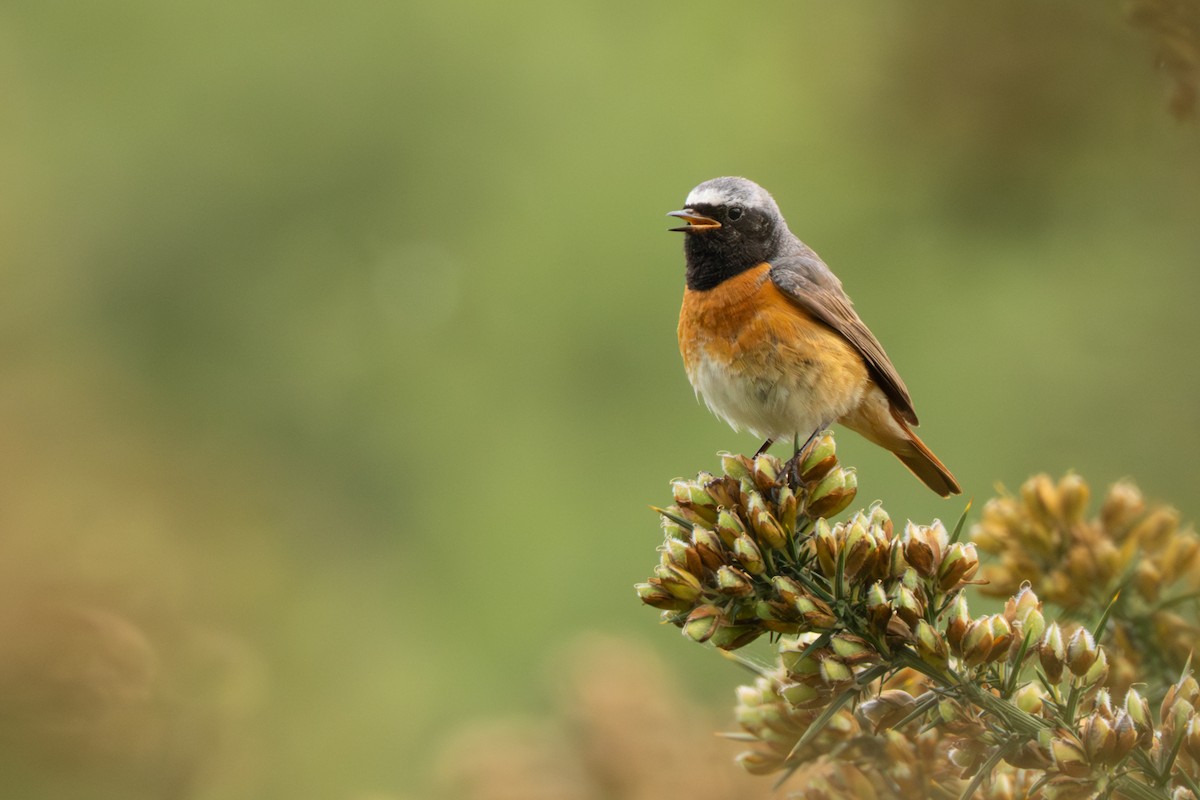 Rougequeue à front blanc - ML646986269