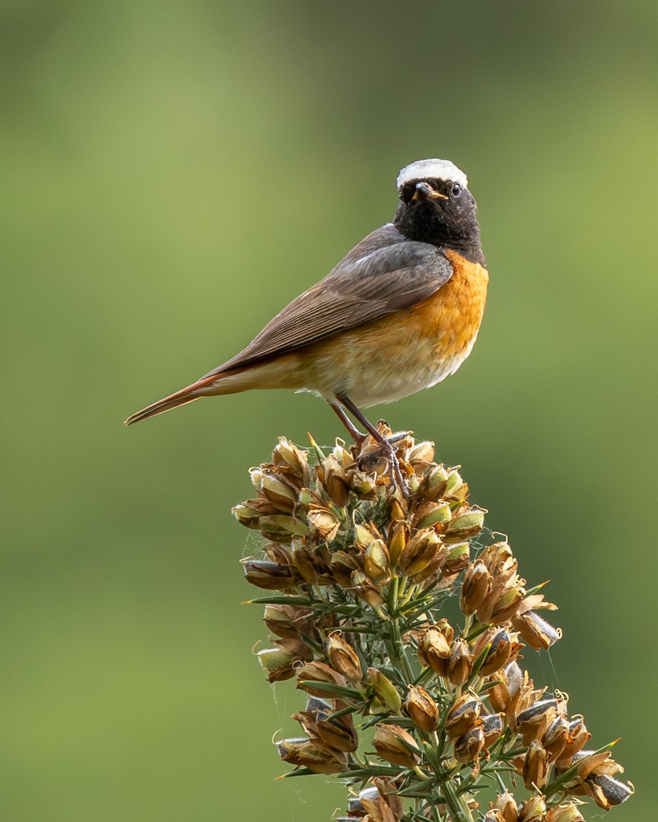 Rougequeue à front blanc - ML646986270