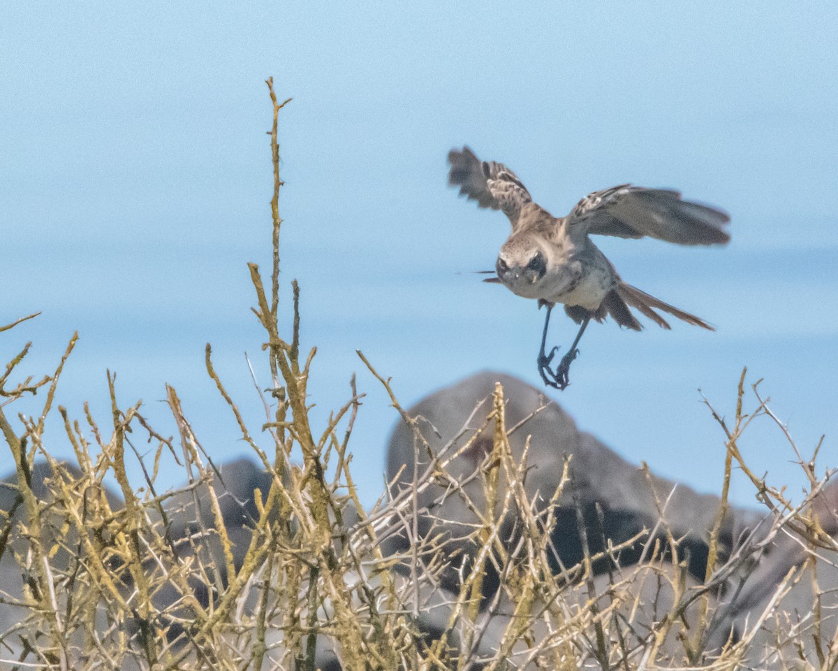 Española Mockingbird - ML646986273