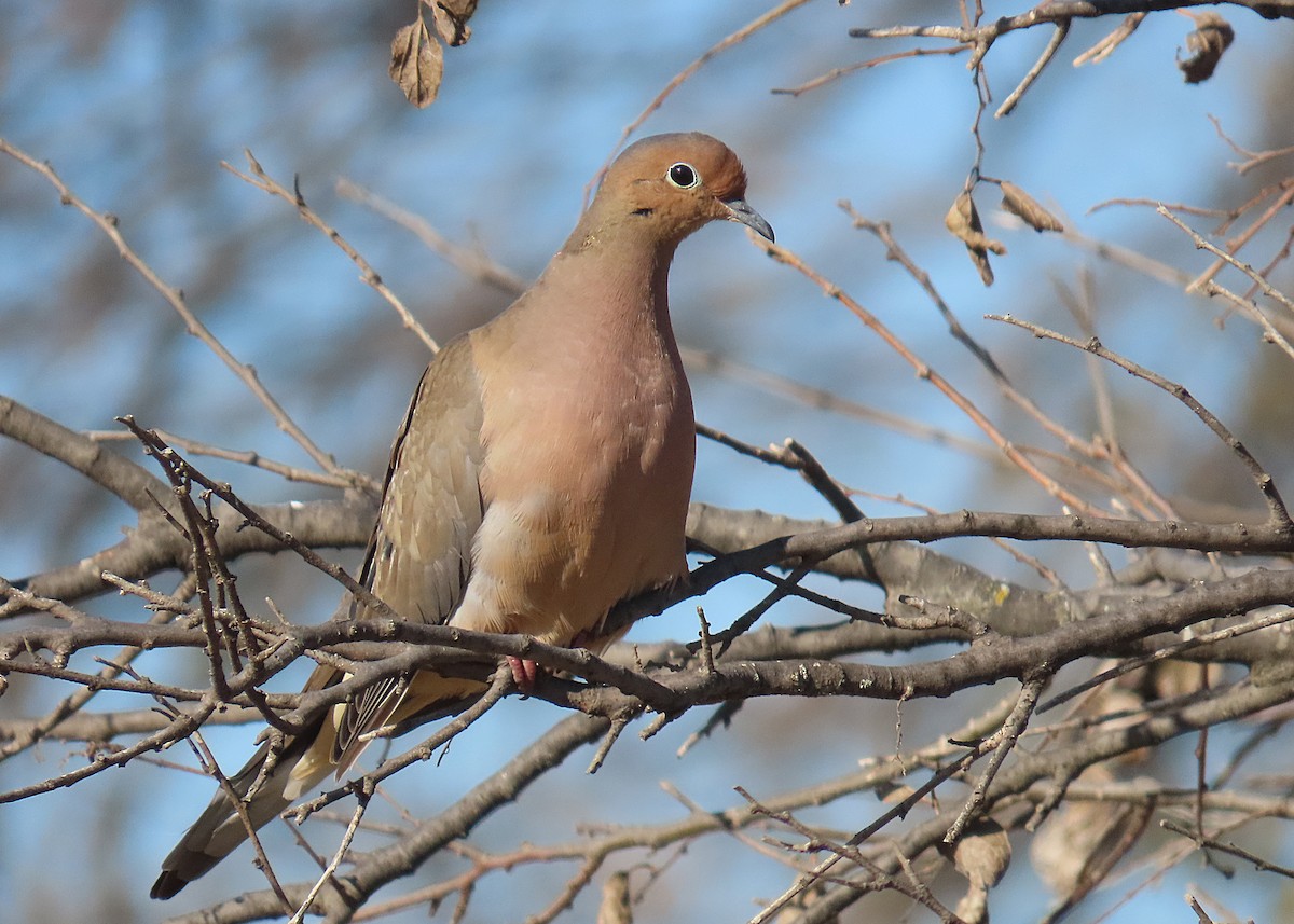 Mourning Dove - ML646986275