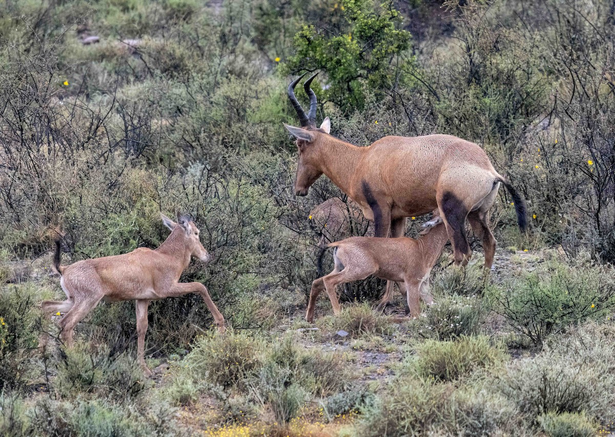 Congone - ML646986276