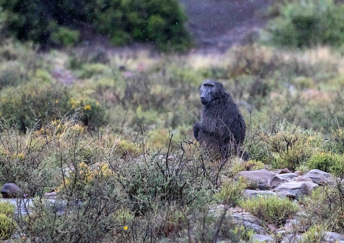 Babbuino nero - ML646986277