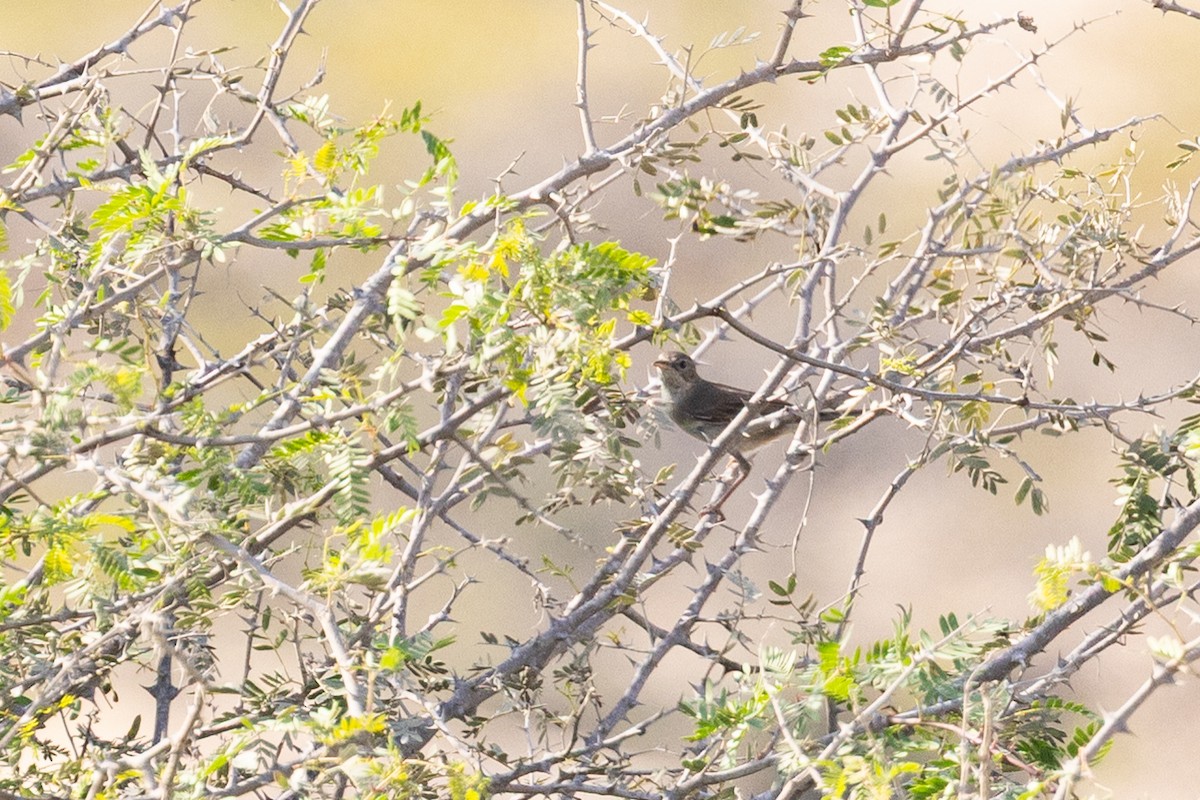 markpiplerke - ML646986278