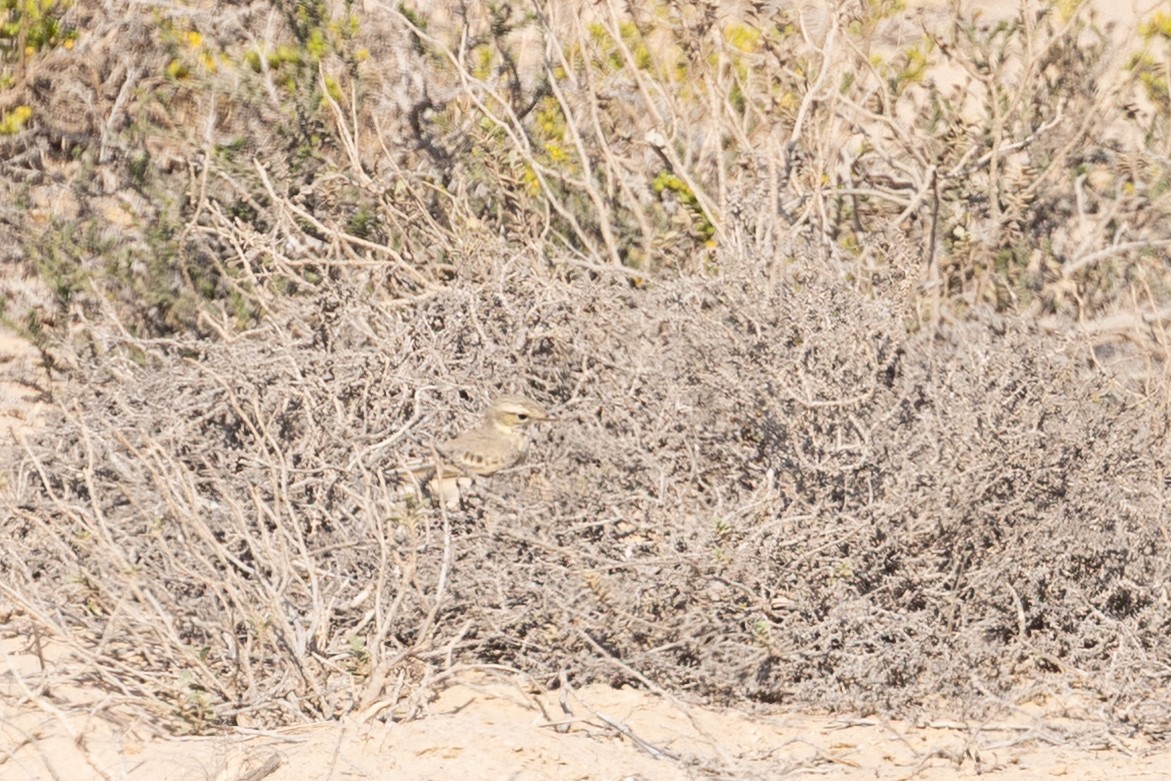 markpiplerke - ML646986279