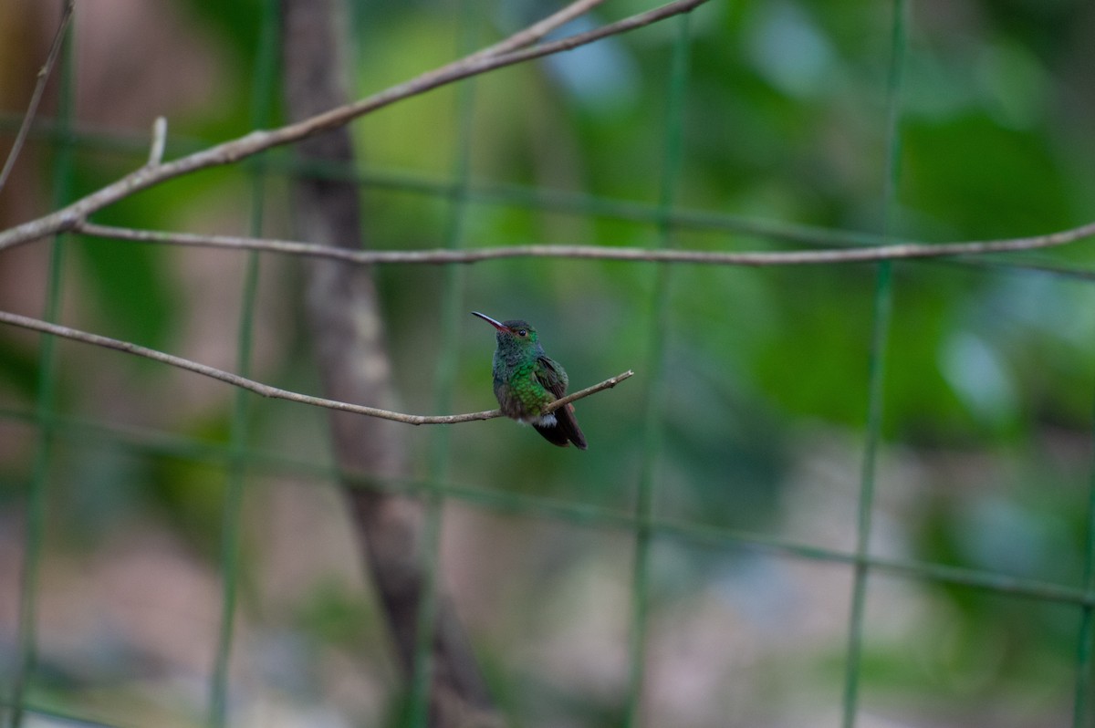 Rufous-tailed Hummingbird - ML646986280