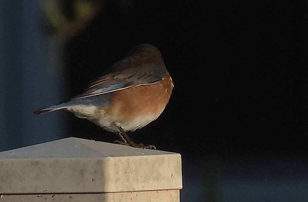 Eastern Bluebird - ML646986285