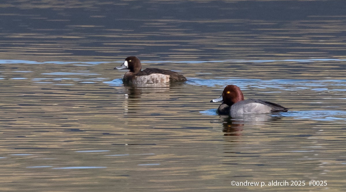 Попелюх американський - ML646986286