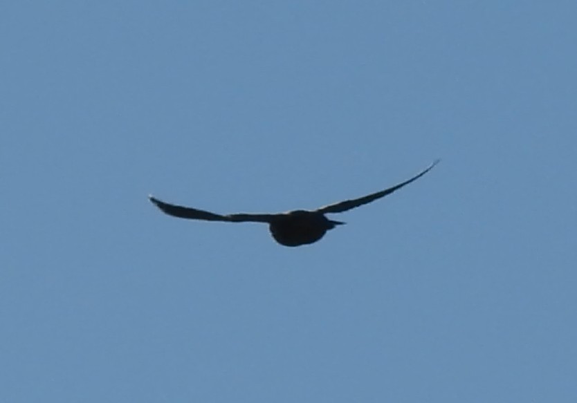 Merlin - ML646986287