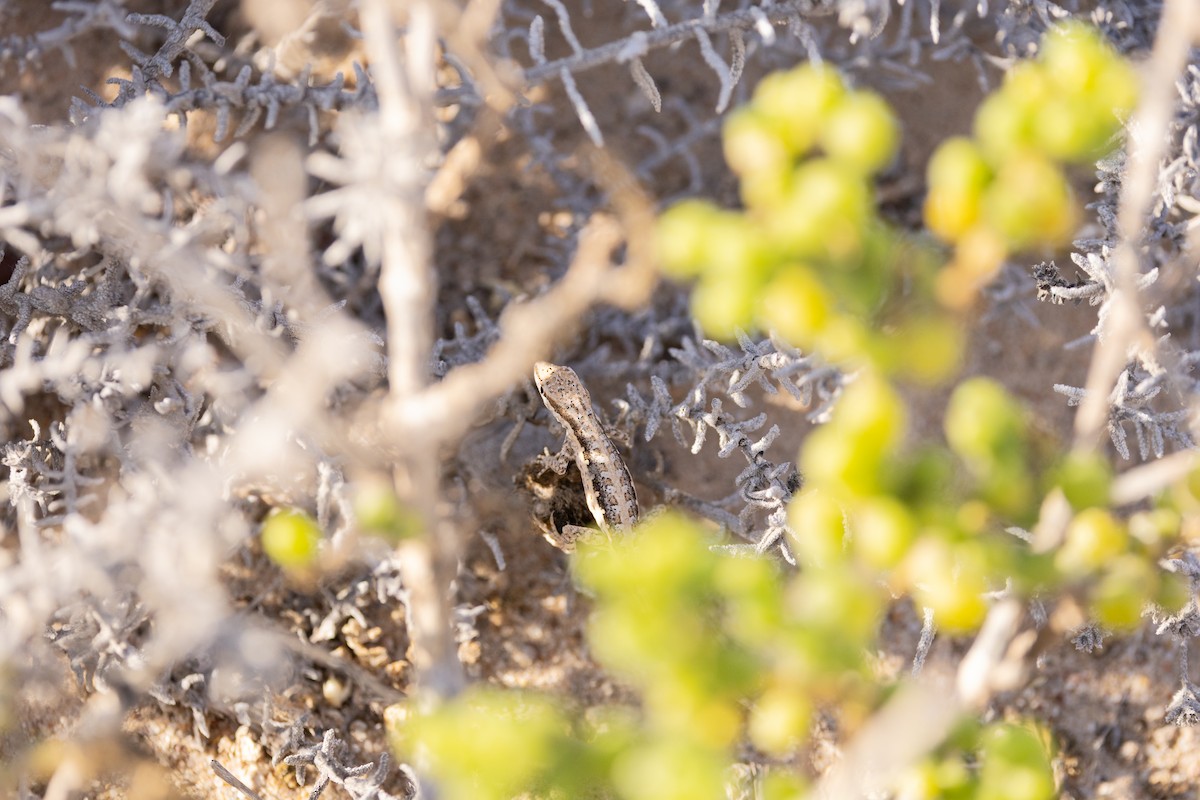 Rock Geckos - ML646986299