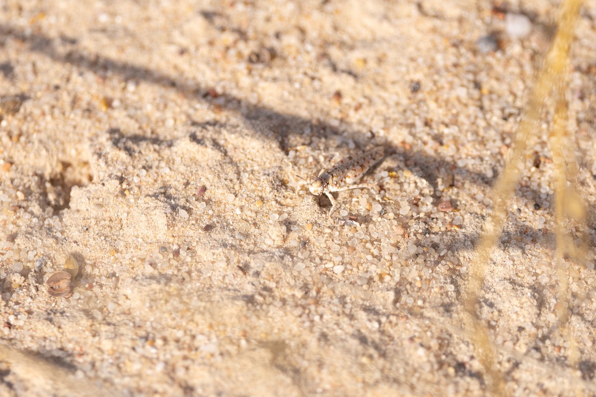 Grasshoppers, Crickets, and Katydids - ML646986305