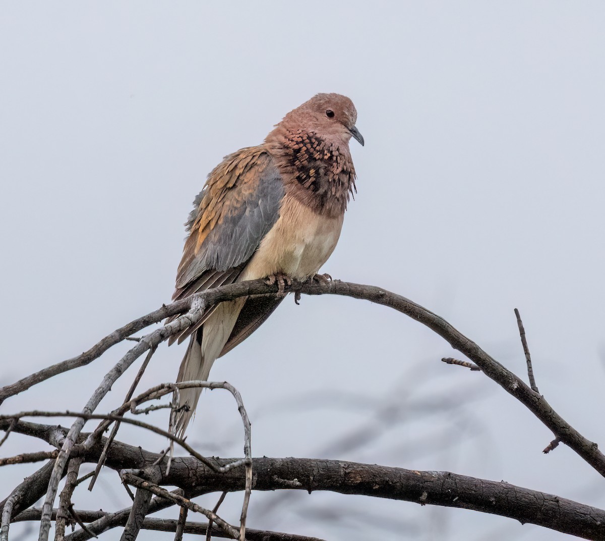 Tortora delle palme - ML646986306