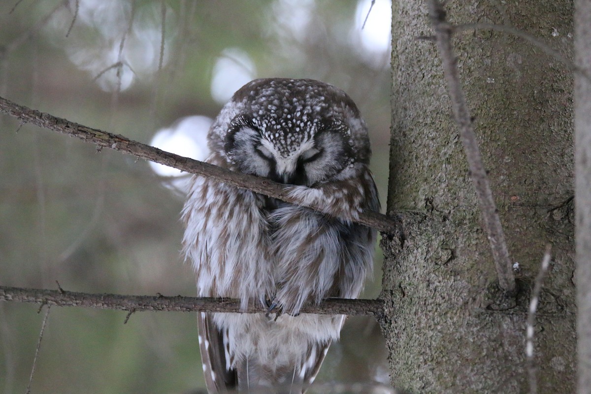 Boreal Owl - ML646986307