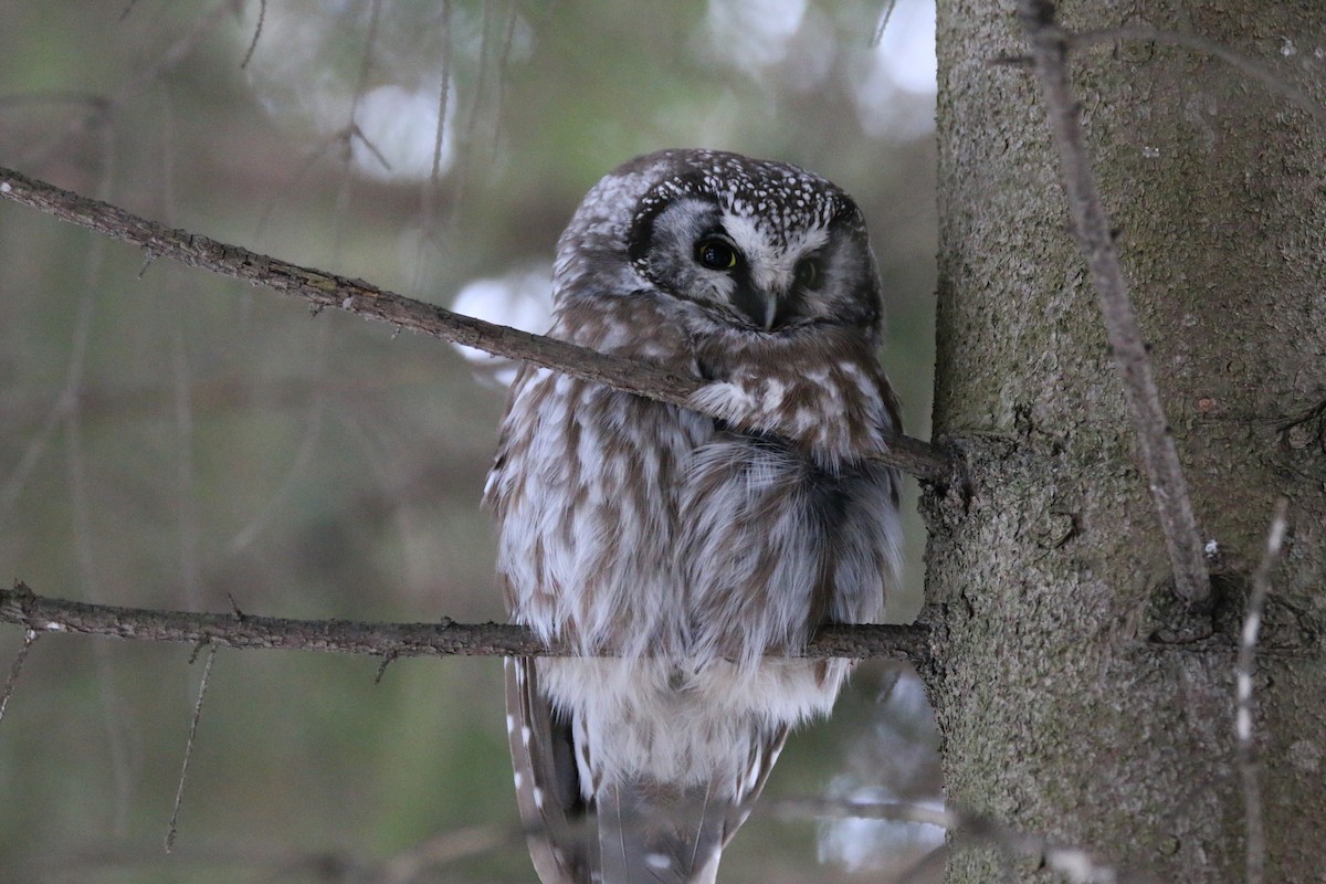 Boreal Owl - ML646986308
