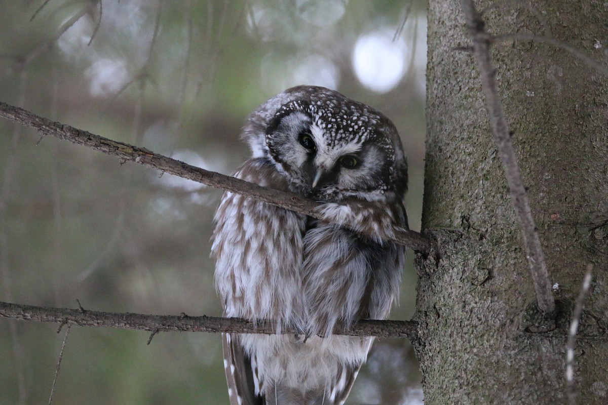 Boreal Owl - ML646986309