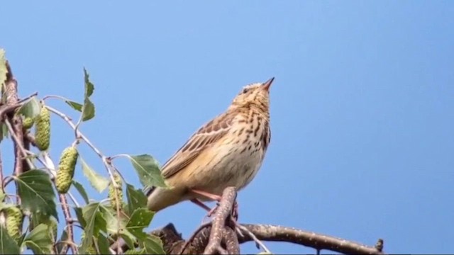 Pipit des arbres - ML646986311