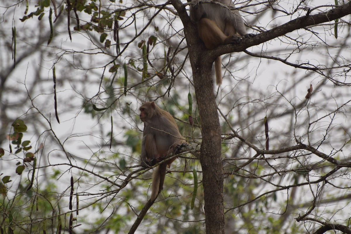 Макак-резус - ML646986312