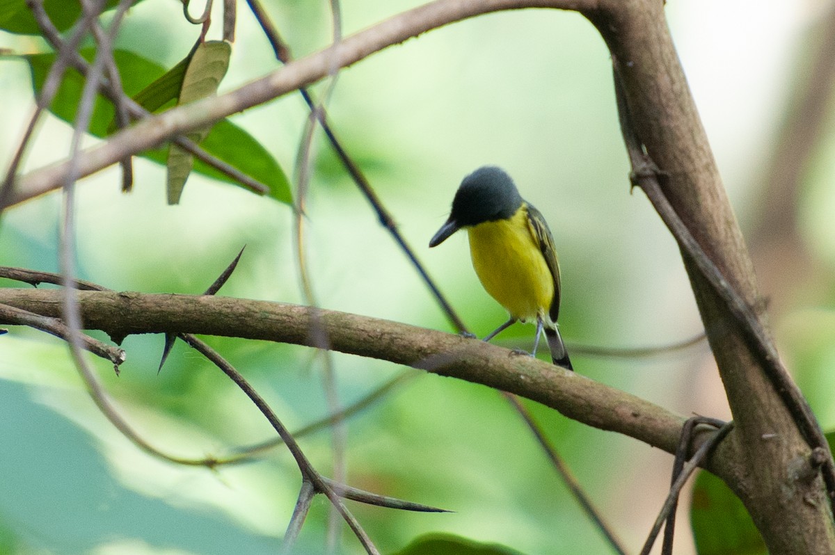 Common Tody-Flycatcher - ML646986315